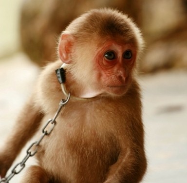 Một con khỉ bị nuôi nhốt tại Nha Trang, Khánh Hòa